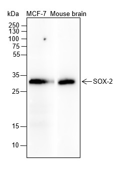 Recombinant SOX2 Monoclonal Antibody-searchlist-1