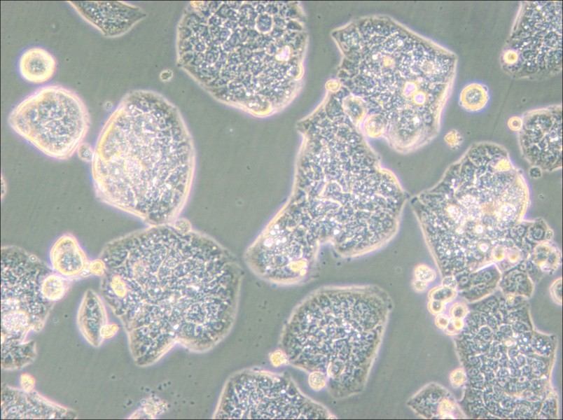NCI-H1944 Cell Complete Medium - small - 6