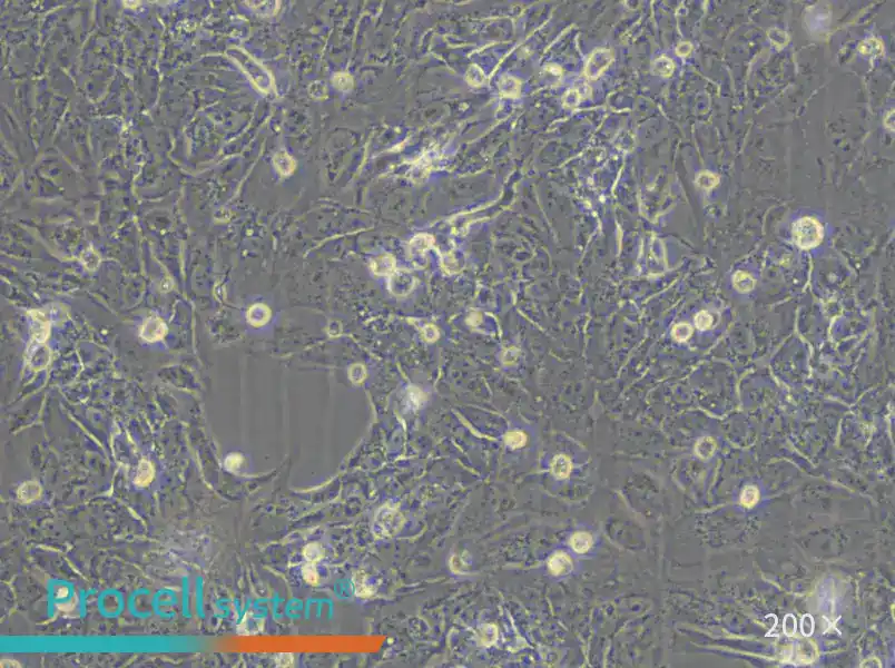 VMRC-RCZ Cell Complete Medium - 5