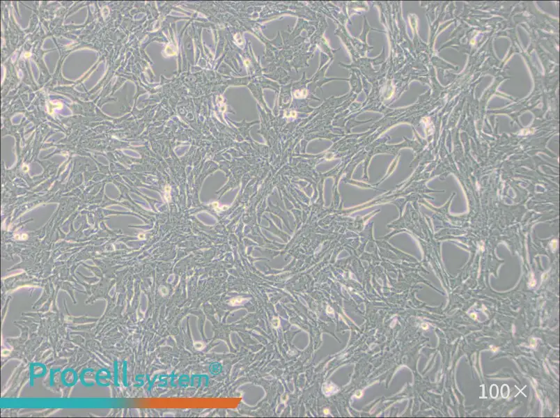 Panc02 Cell Complete Medium - 1
