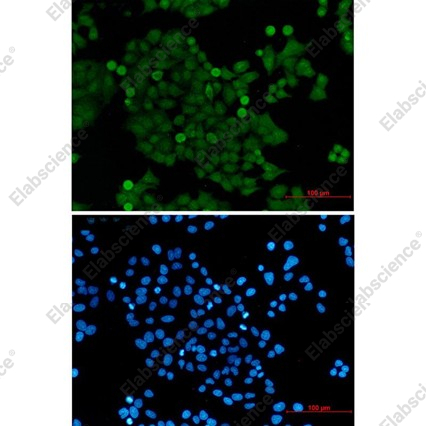 Recombinant PELP1 Monoclonal Antibody - 2