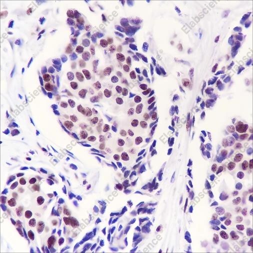 Recombinant PELP1 Monoclonal Antibody - 2