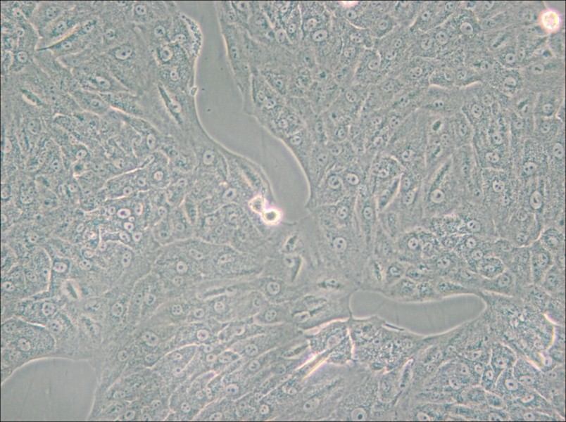 A549-TAX Cell Complete Medium - small - 5