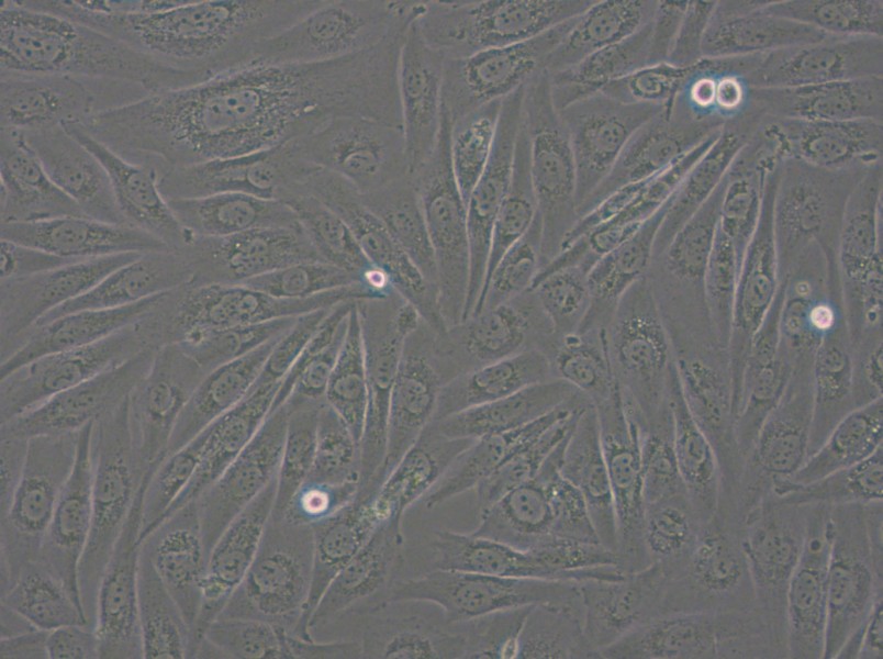 SW962 (DMEM) Cell Complete Medium - 5