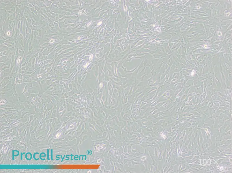 GC-2spd(ts) Cell Complete Medium - 1