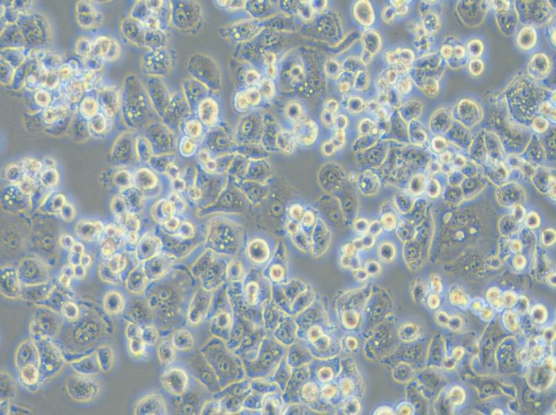 GCIY Cell Complete Medium - 6