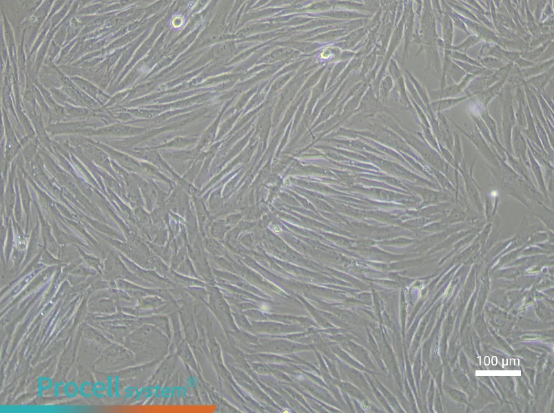 Human Vascular Adventitial Fibroblast Complete Medium - 3