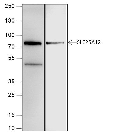 Recombinant SLC25A12 Monoclonal Antibody-searchlist-1