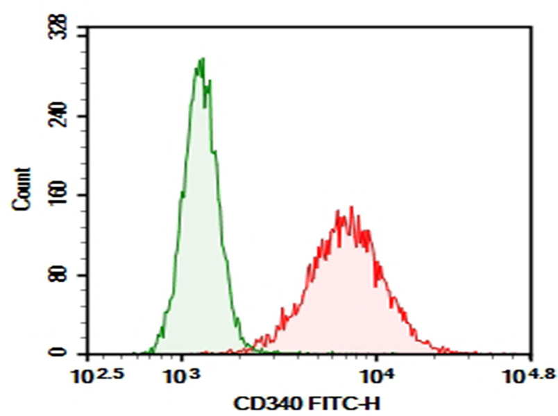 Purified Anti-Human CD340 Antibody[SER4]-1