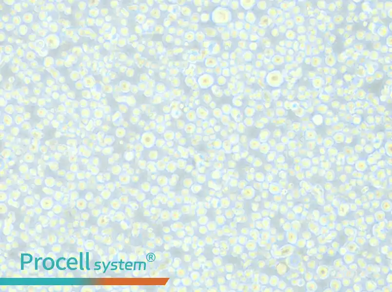 CEM/C1 Cell Complete Medium - small - 4