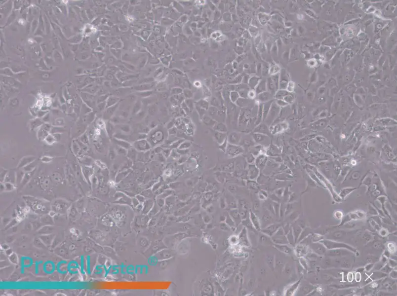 HT-1197 Cell Complete Medium - 2