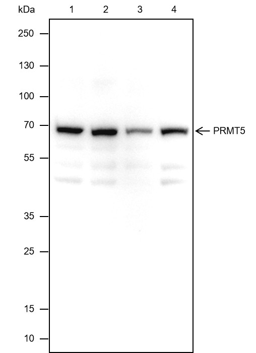 Recombinant PRMT5 Monoclonal Antibody-searchlist-1