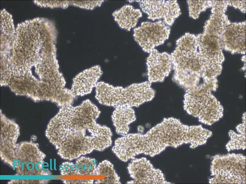 C8166 Cell Complete MediumC8166 Cell Complete Medium - 2