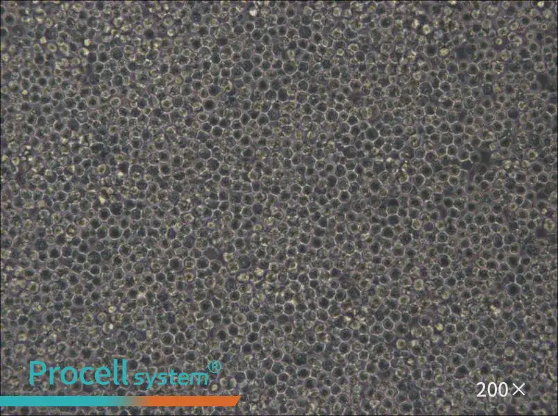 MOLM-13 Cell Complete Medium - small - 4