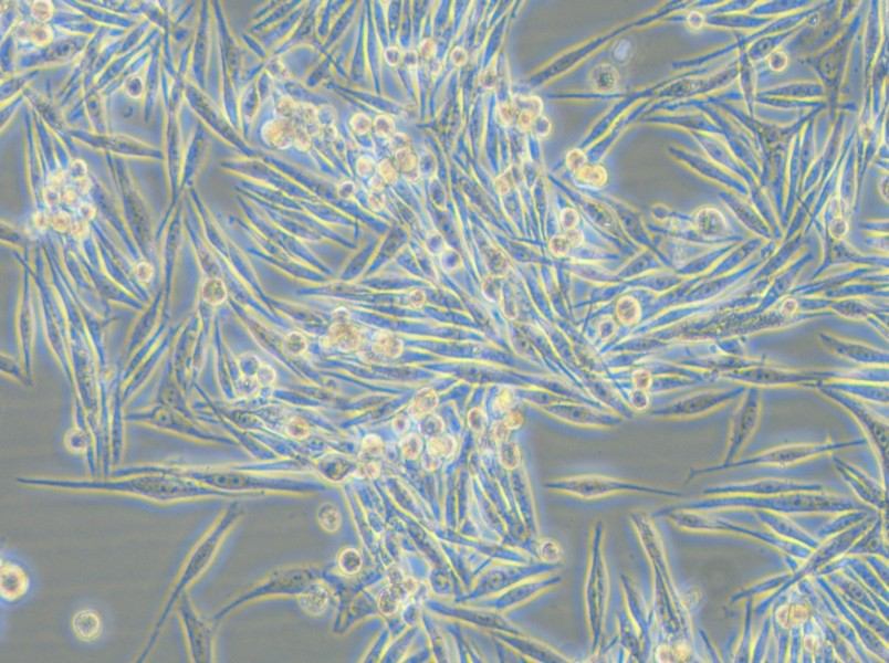 MP38 Cell Complete Medium - 5