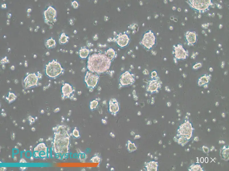 SK-ES-1 Cell Complete MediumSK-ES-1 Cell Complete Medium - 2