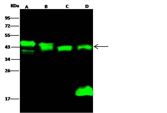 Recombinant PPM1A/PP2CA Monoclonal Antibody-searchlist-1