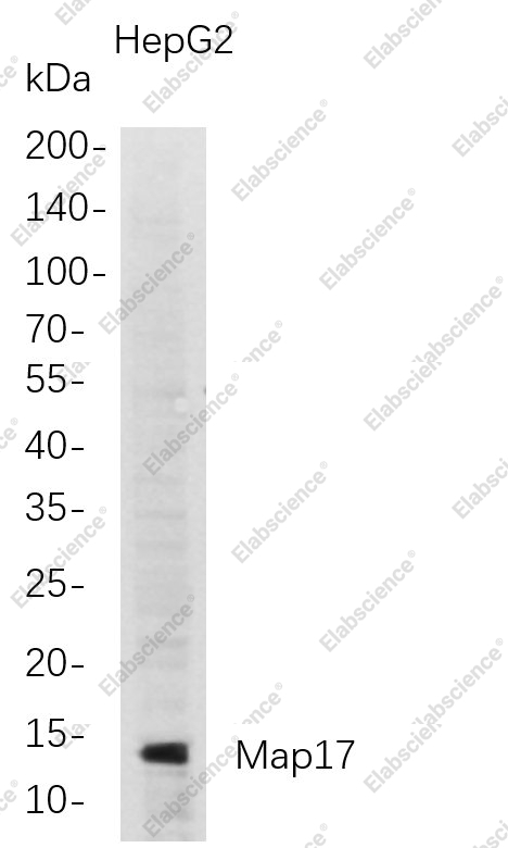 Recombinant Map17 Monoclonal Antibody - 1