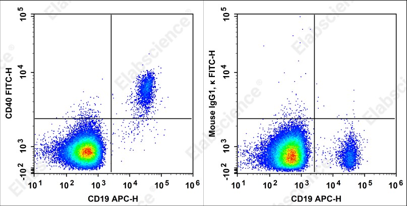 FITC Anti-Human CD40 Antibody[5C3] - 1