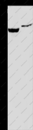 IMPDH1 Polyclonal Antibody - 1