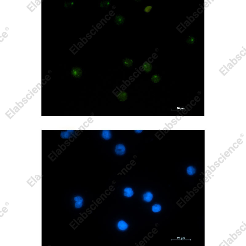 Recombinant PSF1 Monoclonal Antibody - 3