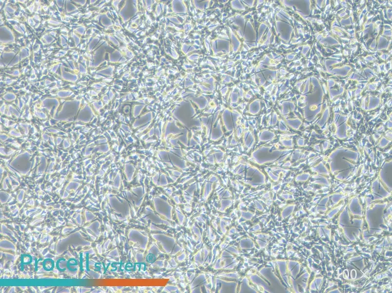 CT26.WT Cell Complete Medium - 3