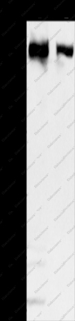 MCM3AP Polyclonal Antibody - 1