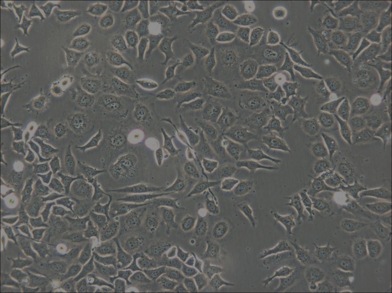 NP69SV40T Cell Complete Medium - 6