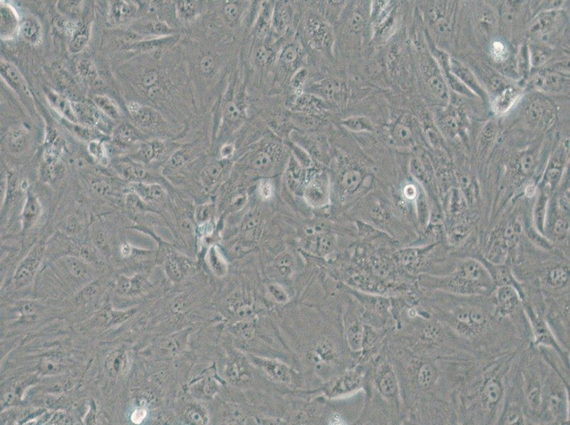 SW1710 (DMEM) Cell Complete Medium - 6
