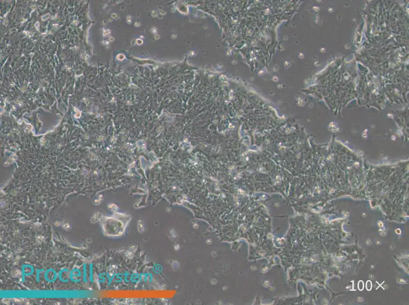 IM95m Cell Complete MediumIM95m Cell Complete Medium - 2