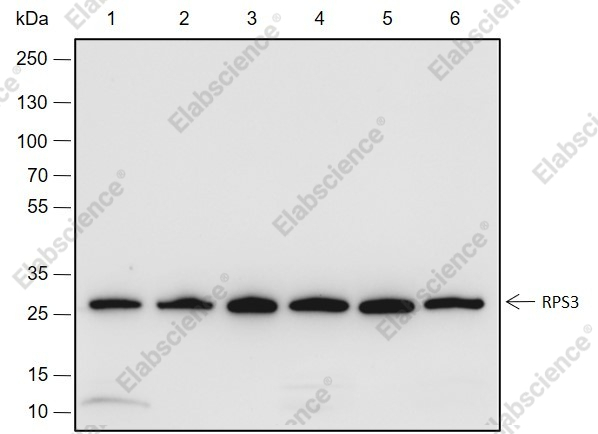 Recombinant RPS3 Monoclonal Antibody - 1