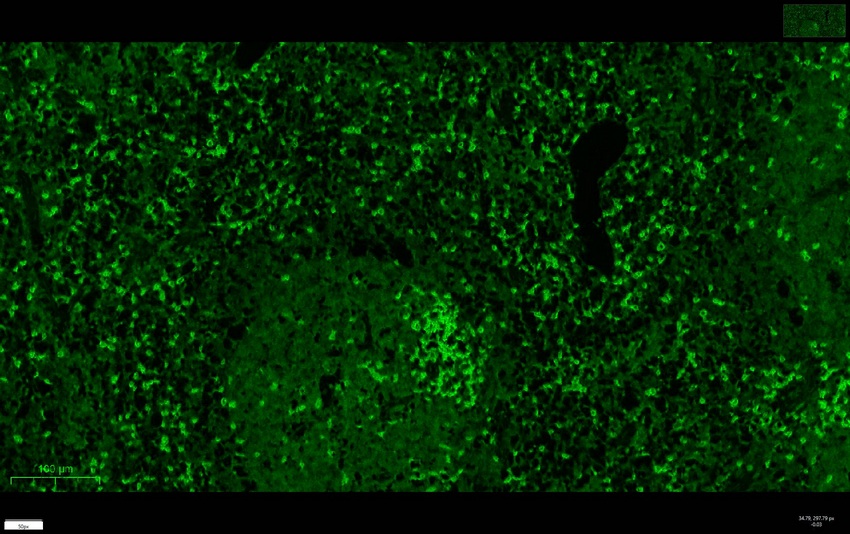 Recombinant CD3e/CD3 epsilon Monoclonal Antibody - small - 6