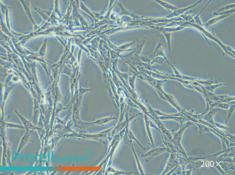 U-87 MG Cell Complete Medium - small - 6