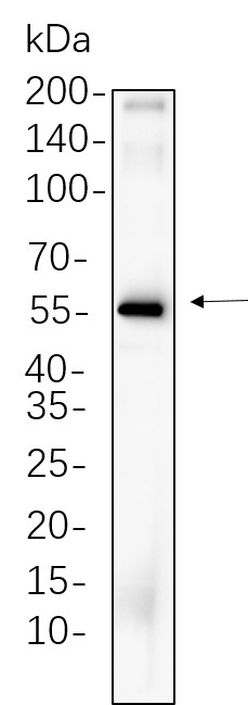 Recombinant Cdc25C Monoclonal Antibody-searchlist-1