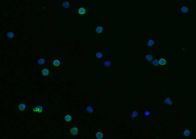 Recombinant CD23/FCER2 Monoclonal Antibody-searchlist-1