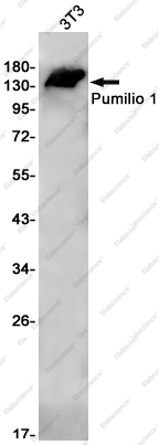 Recombinant Pumilio 1 Monoclonal Antibody - 1