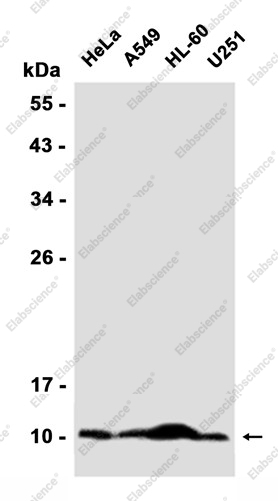 Recombinant Noxa Monoclonal Antibody - 1