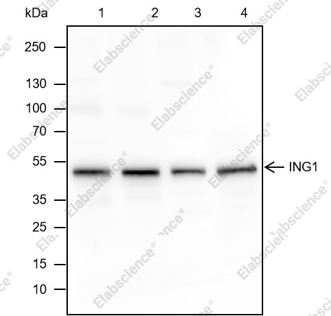 Recombinant ING1 Monoclonal Antibody - 1