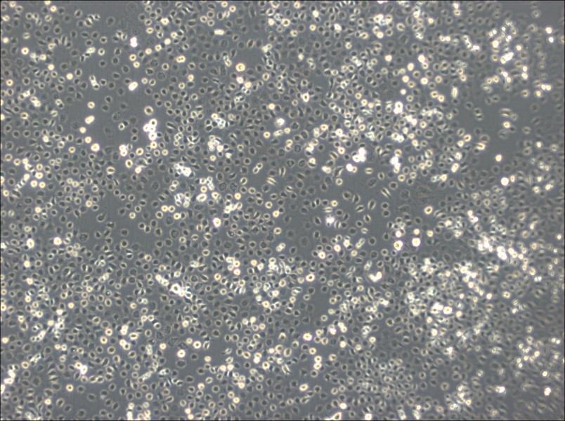 C6/36 [Clone C6/36] Cell Complete Medium - 2