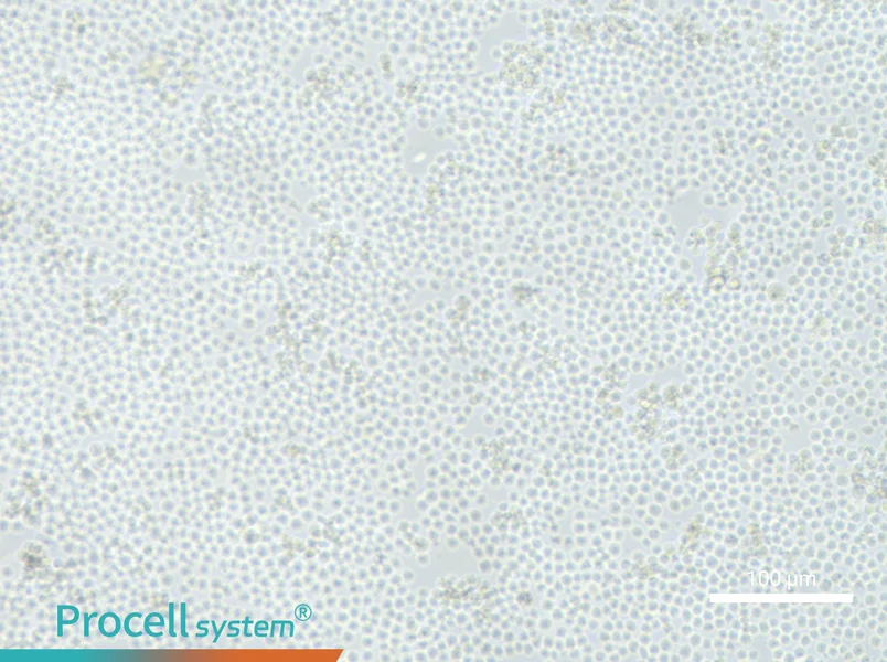 L1210 Cell Complete Medium - 3
