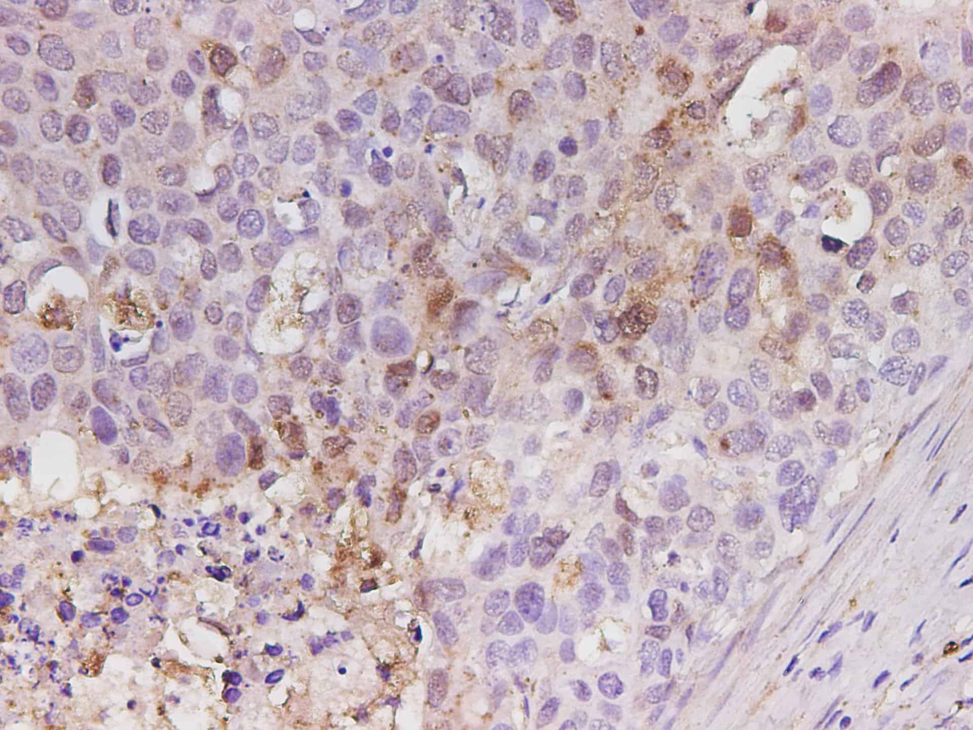 Purified Anti-Mouse CD107a Antibody[1D4B]-产品推荐-1