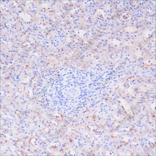 Recombinant CD16a Monoclonal Antibody - 3