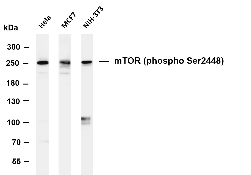 Recombinant Phospho-mTOR (Ser2448) Monoclonal Antibody - 2