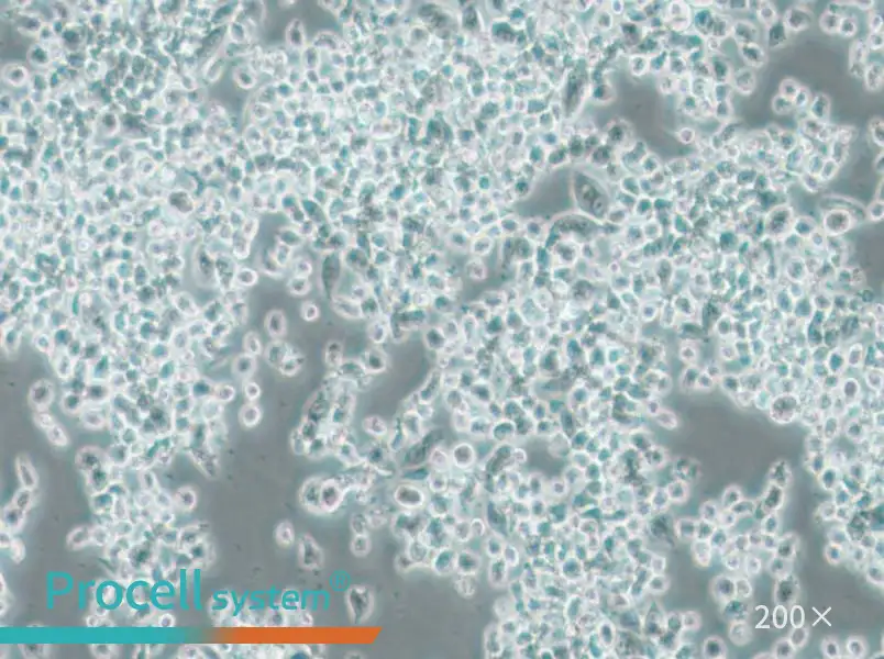 KMS-11 Cell Complete Medium - small - 6