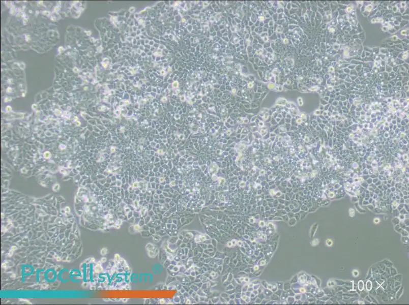 CX-1 Cell Complete MediumCX-1 Cell Complete Medium - 2