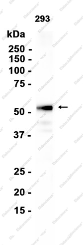 Recombinant Smad2/3 Monoclonal Antibody - 1