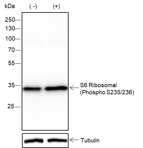 Recombinant Phospho-S6 Ribosomal Protein (Ser235, Ser236) Monoclonal Antibody-searchlist-1