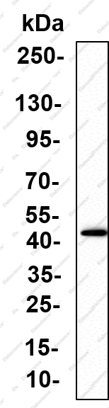 Recombinant MKP-4 Monoclonal Antibody - 1