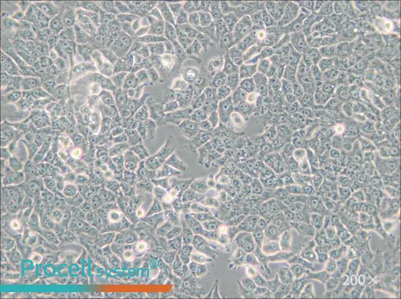 SN12C Cell Complete Medium - 6