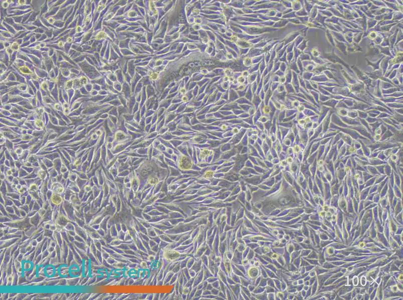 MP41 Cell Complete Medium - 1